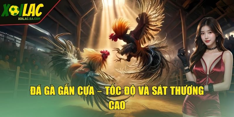 Đá gà gắn cựa – Tốc độ và sát thương cao