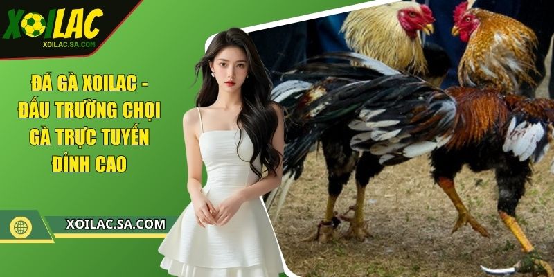 Đá gà XOILAC - Đấu trường chọi gà trực tuyến đỉnh cao